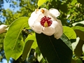 Magnolia sieboldii IMG_9470 Magnolia Siebolda